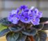 10 hermosas plantas de interior con flores para darle vida a tu hogar
