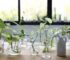 10 plantas acuáticas perfectas para decorar tus espacios interiores