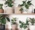 Las mejroes plantas de interiores que sobreviven en ambientes con poca iluminación