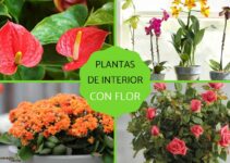5 plantas de interior que siempre estarán floreciendo en tu hogar