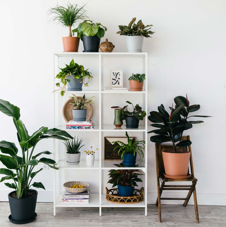5 plantas verdes de interior resistentes que haran que tu hogar cobren vida