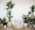 Agrega a tu hogar estilo y frescura con estas espectaculares plantas ornamentales de interior