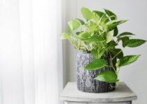 Añade vida a tu hogar con estas plantas de sombra para interiores
