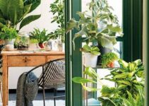 Aprovecha la humedad de tu hogar con estas plantas para interiores