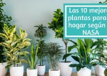 Conoce los 10 mejores tipos de plantas para decorar tu hogar