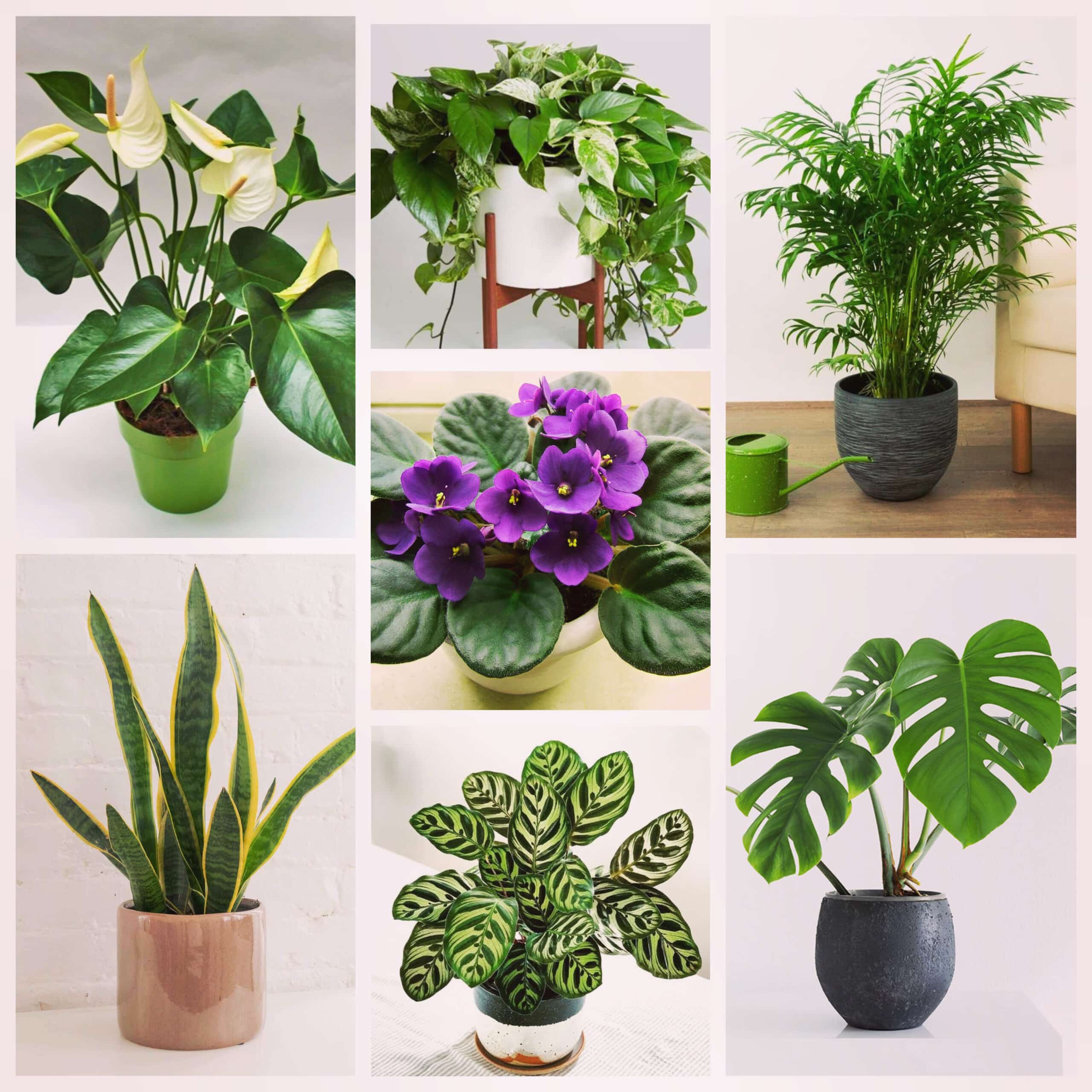 conoce los diferentes tipos de plantas ideales para decorar tu hogar