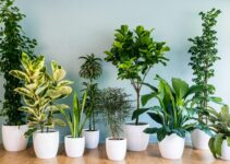 Consejos esenciales para el cuidado óptimo de tus plantas de interior