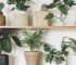 La belleza verde en tu hogar: Imágenes de Plantas para Interiores