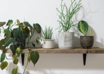 Verdecora para decorar tu hogar con las mejores plantas de interiores