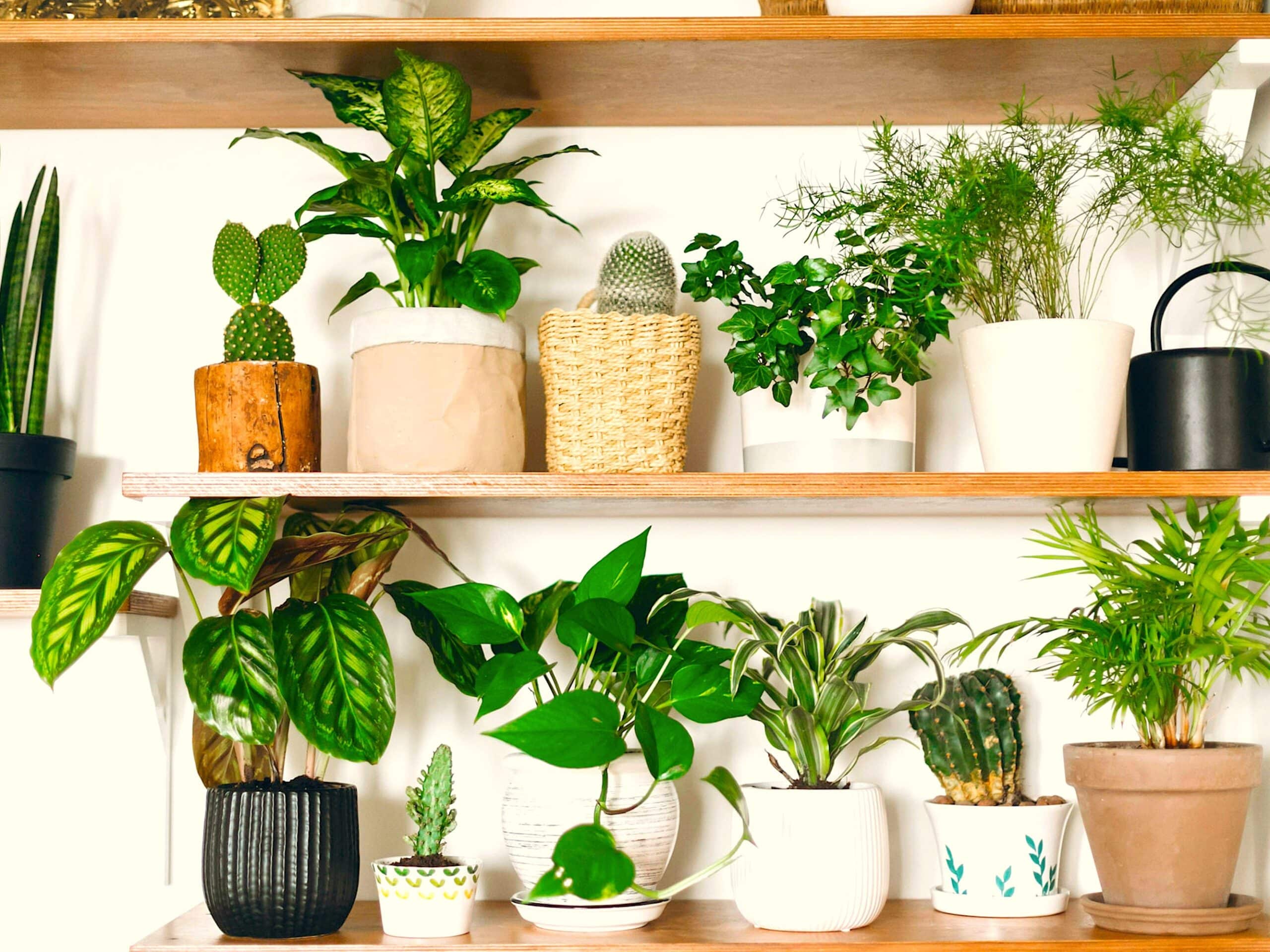 descubre las 10 mejores plantas trepadoras de interior para darle vida a tu hogar scaled