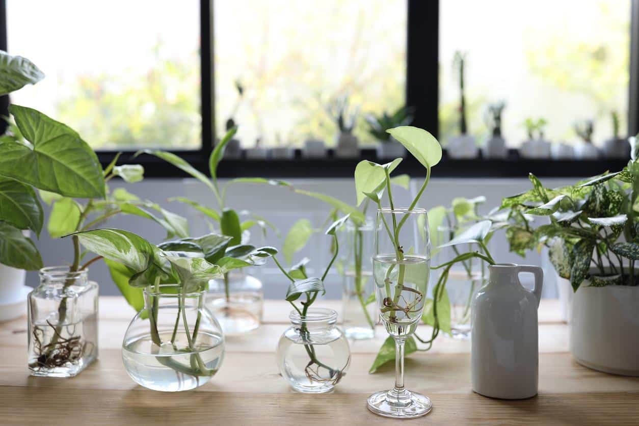 descubre las mejores plantas de interior acuaticas para decorar tu hogar