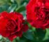 Las 10 mejores plantas con flores rojas para decorar tu hogar