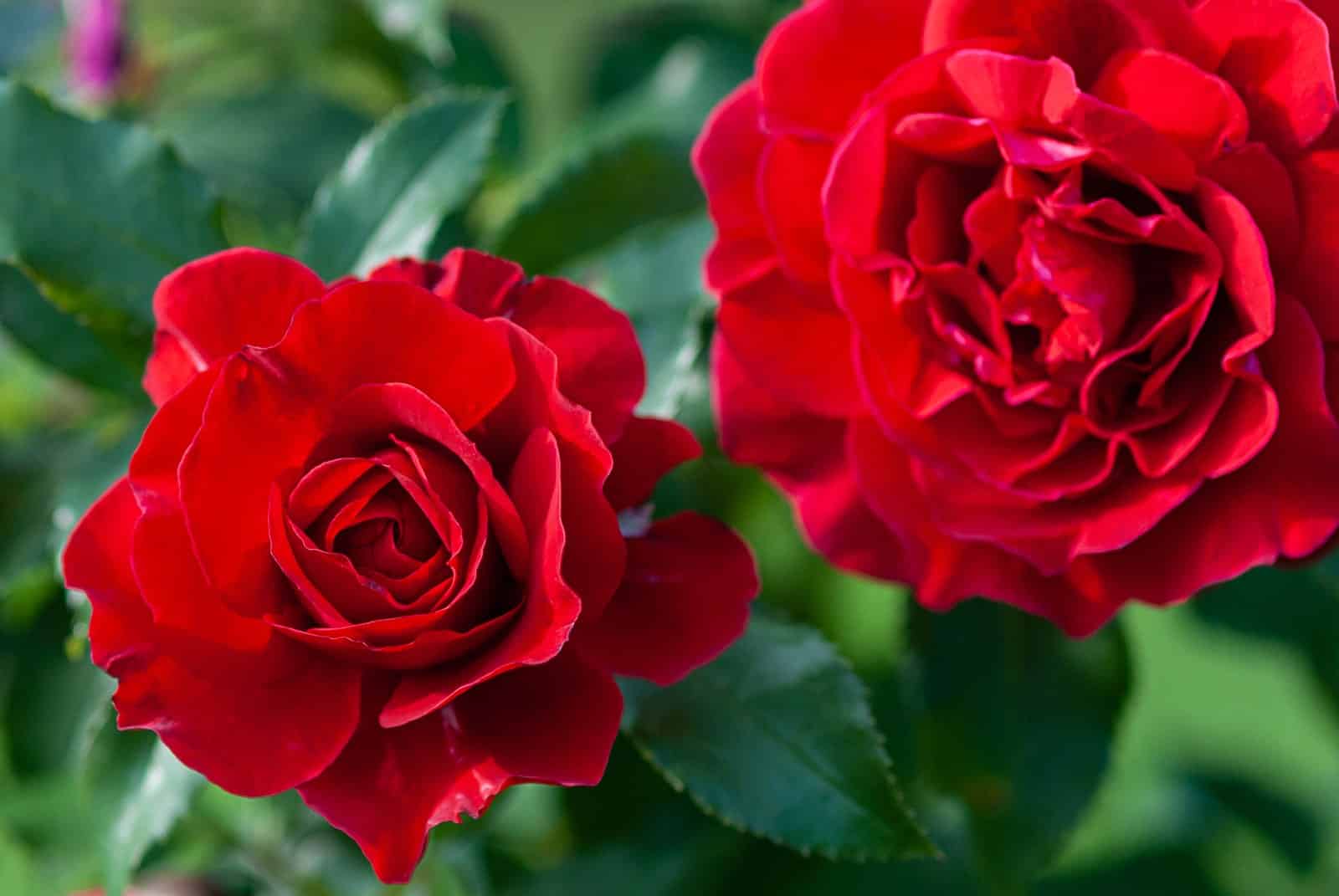 las 10 mejores plantas con flores rojas para decorar tu hogar
