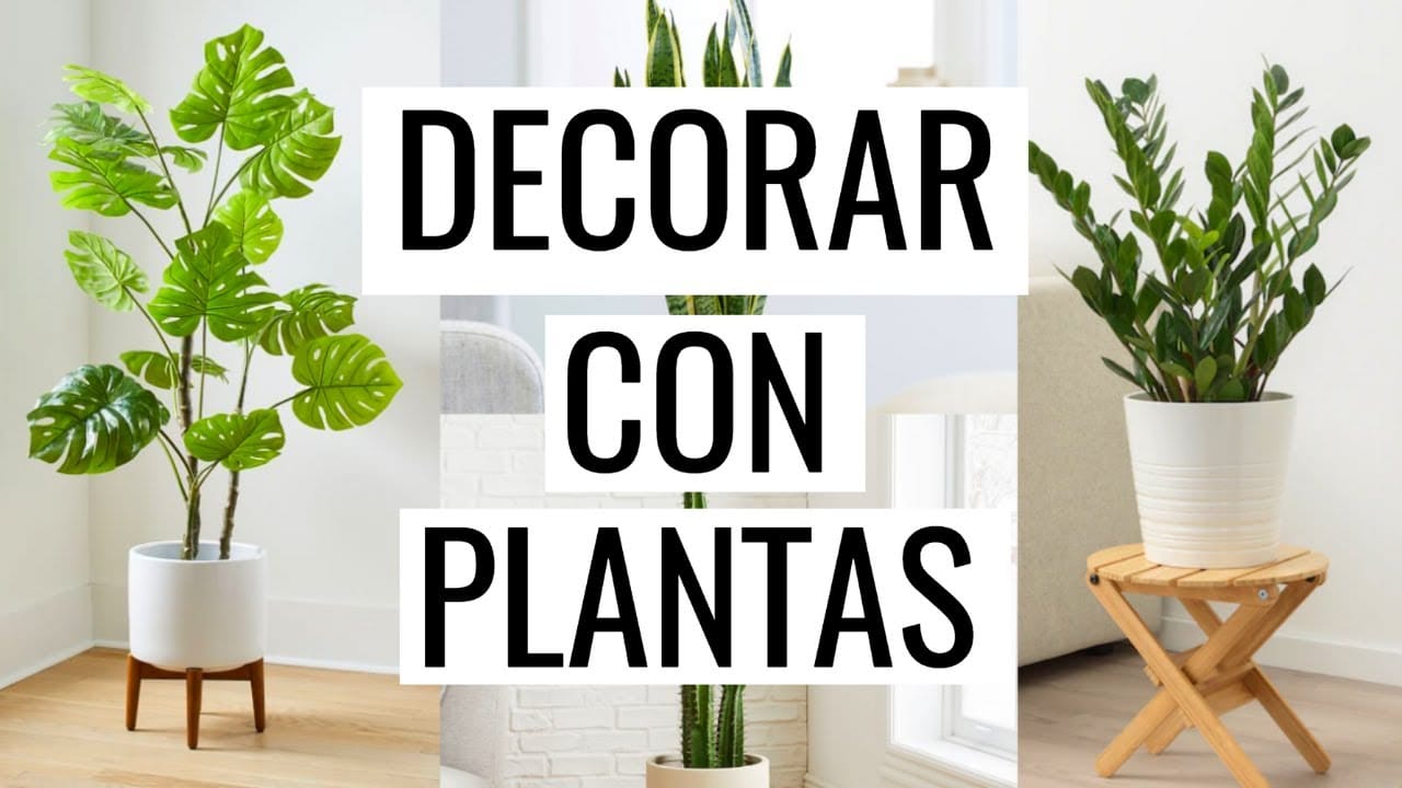 las 10 mejores plantas de interiores para decorar tu hogar