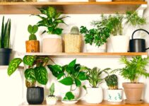 Las Mejores Plantas Ornamentales de Interior para Decorar tu Hogar