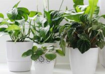 Plantas de agua para interiores: una opción refrescante y fácil de cuidar