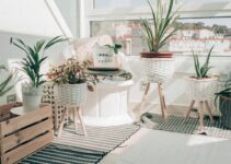 Transforma tu hogar con estas plantas de interior de bajo mantenimiento