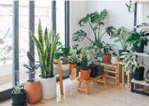 Transforma tus espacios con estas sorprendentes plantas de interior de altura impresionante